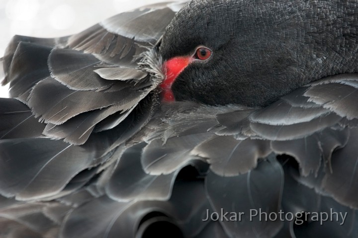 Yarralumla birds_20050830_043.jpg - Black Swan keeping warm at Yarralumla